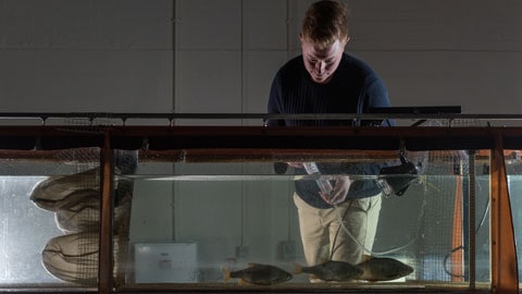 researcher working with fish in the flume